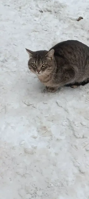 Найден котик в Саратове - Животные в Саратов