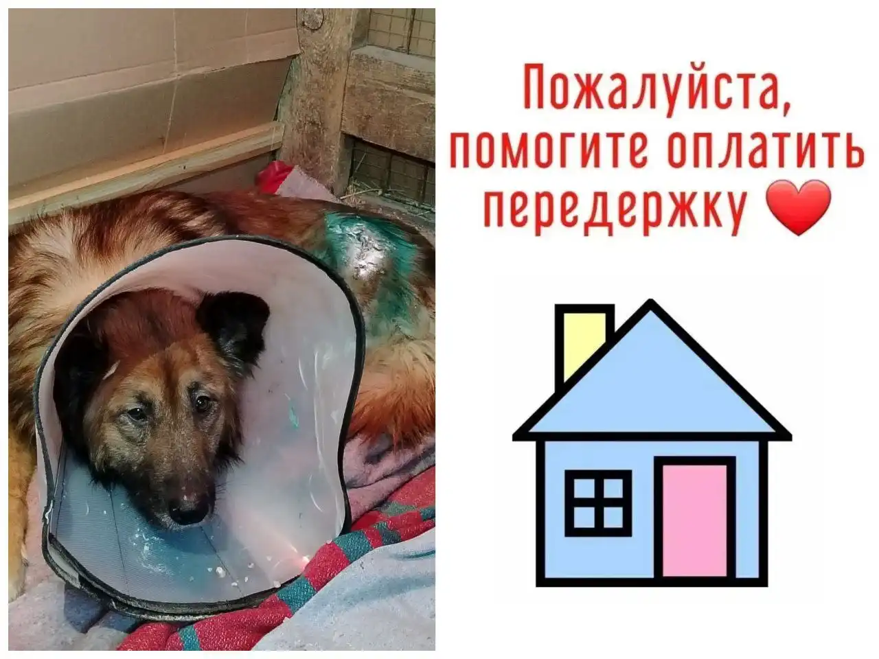 Благотворительный сбор на лечение собаки Рекс