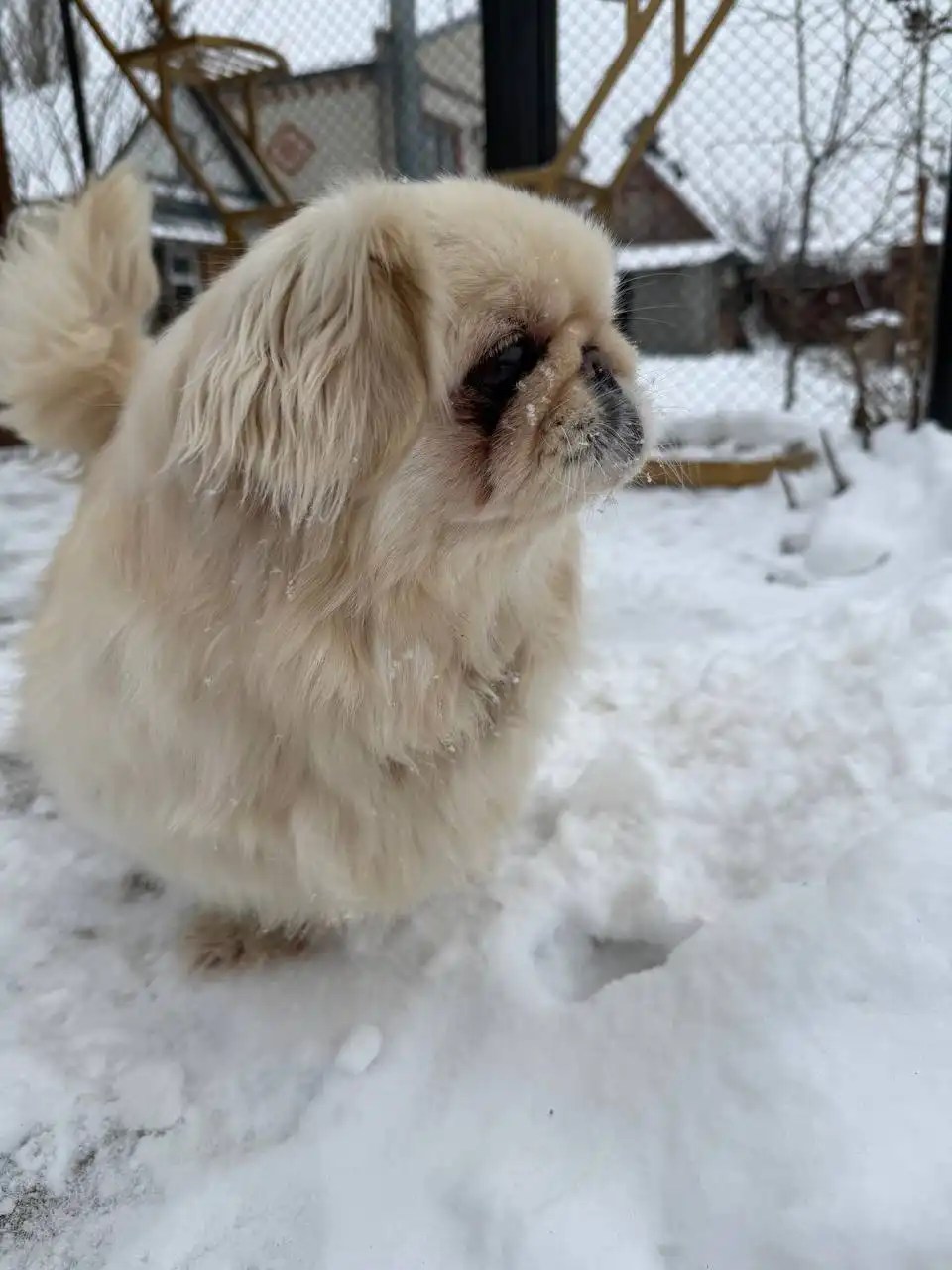 Найдена собака породы пекинес в Энгельсе