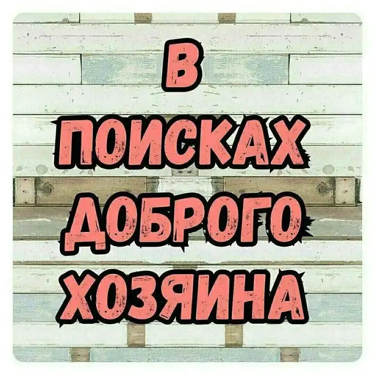 Стерилизованная короткошёрстная собачка ищет хозяина