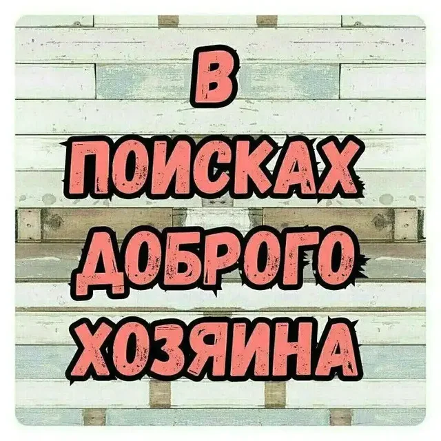 Стерилизованная короткошёрстная собачка ищет хозяина - частное объявление в Саратов