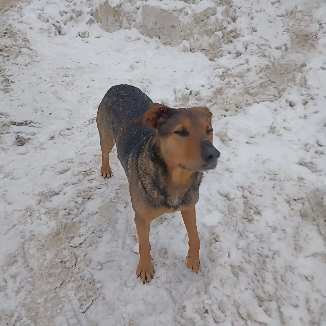 Стерилизованная короткошёрстная собачка ищет хозяина