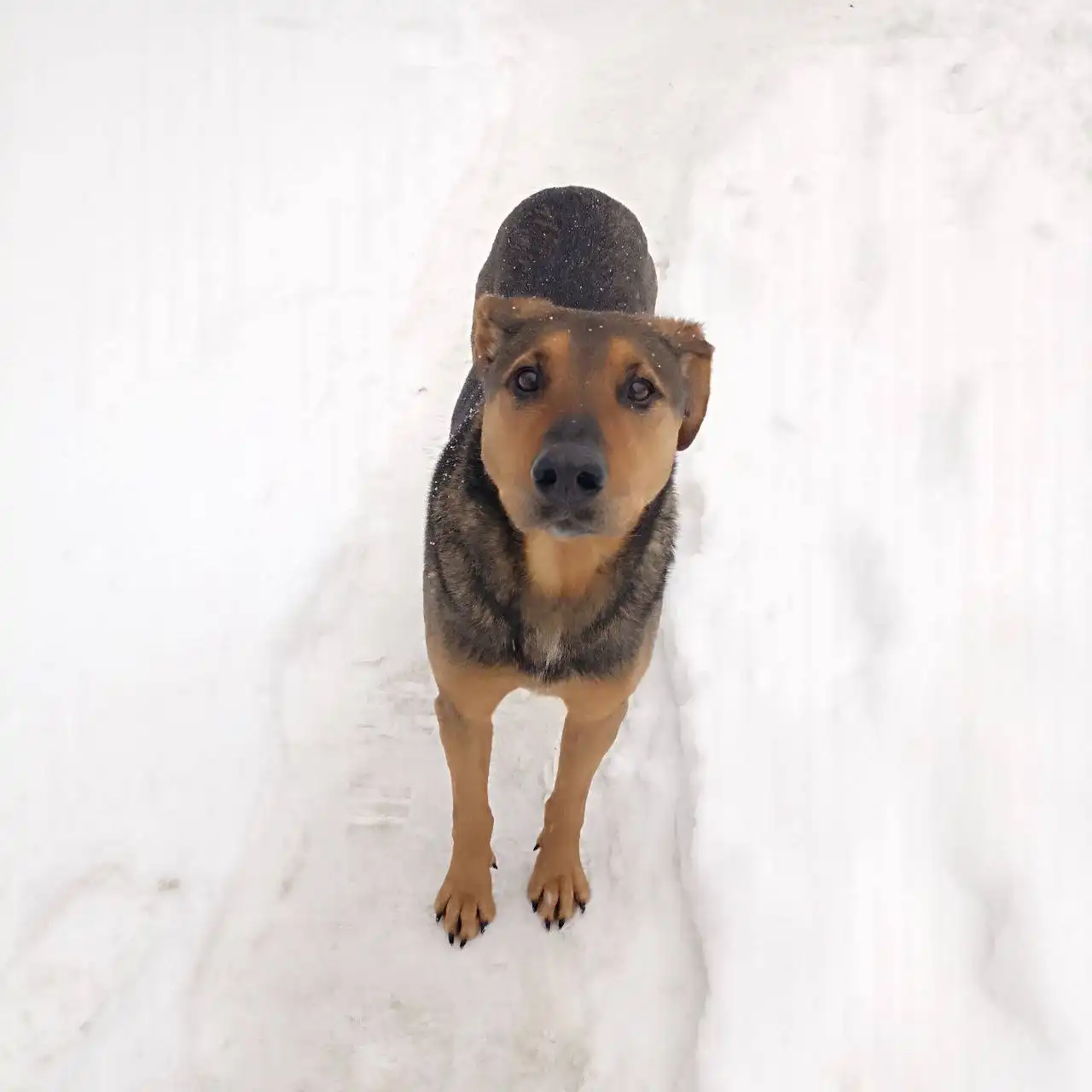 Стерилизованная короткошёрстная собачка ищет хозяина