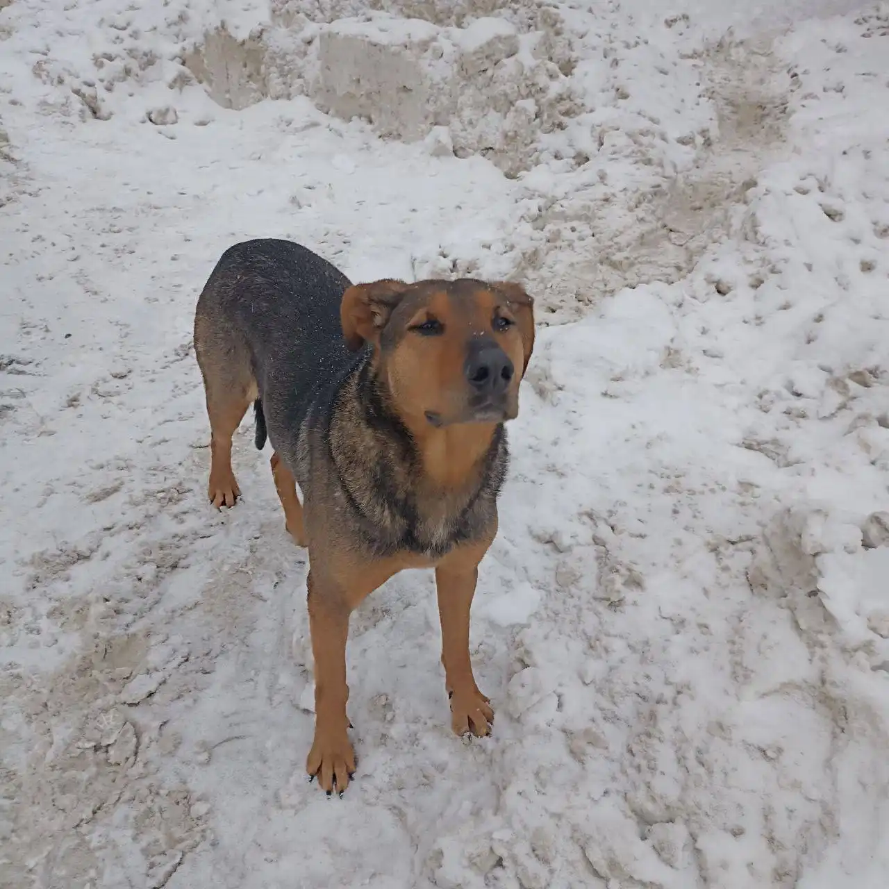 Стерилизованная короткошёрстная собачка ищет хозяина