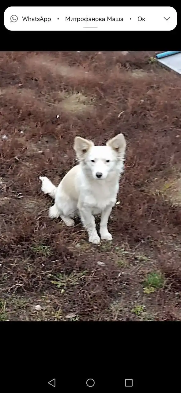 Маленькая собачка ищет дом
