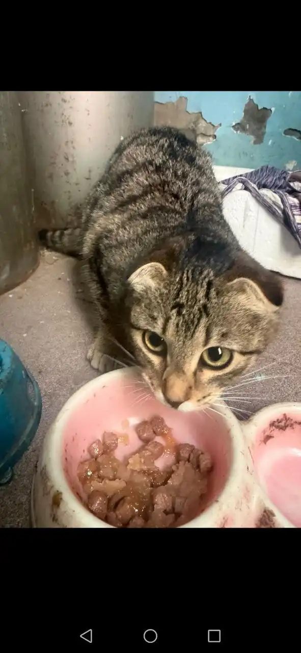 Котята в добрые ручки