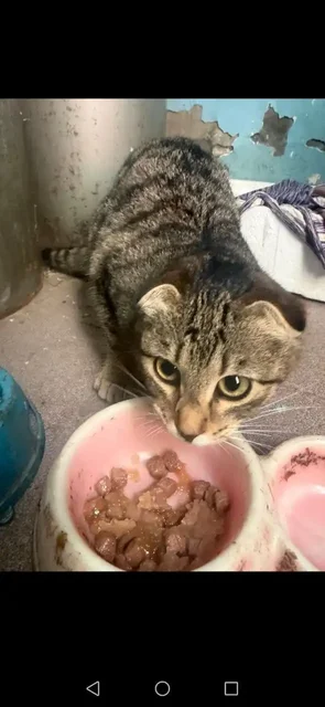 Котята в добрые ручки - частное объявление в Саратов