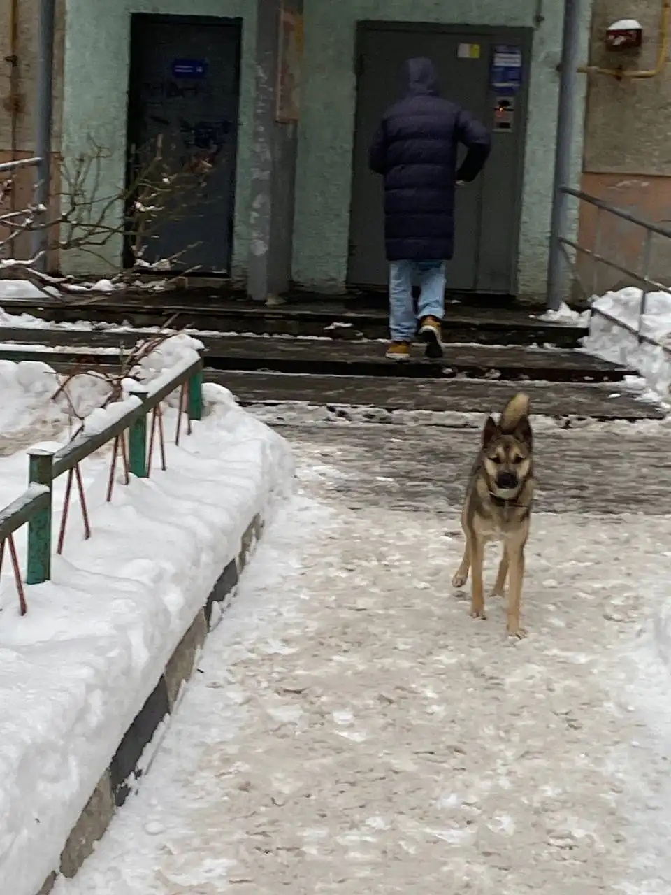 Потерянная собака в центре Саратова