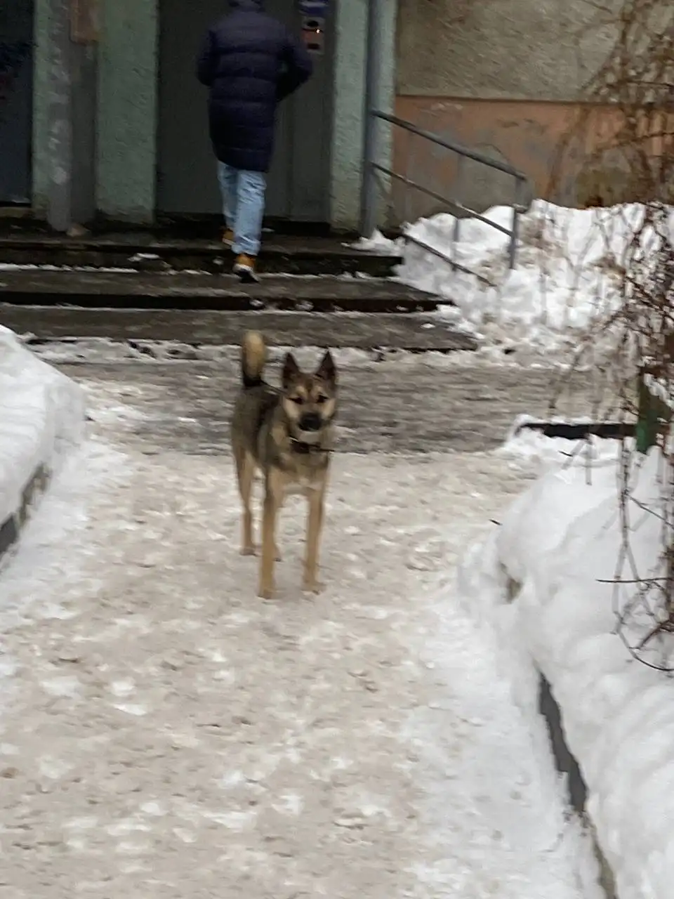 Потерянная собака в центре Саратова