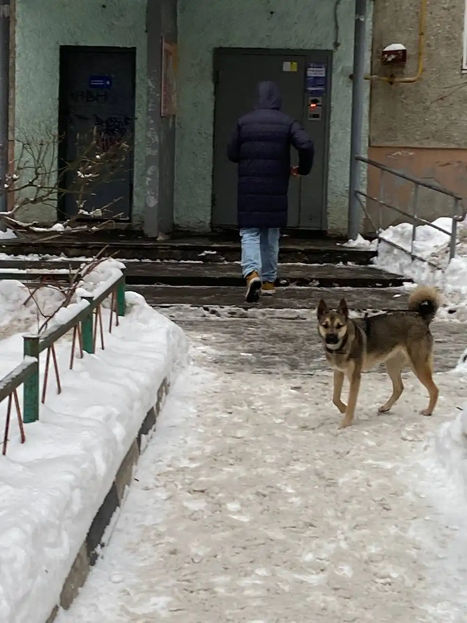 Потерянная собака в центре Саратова