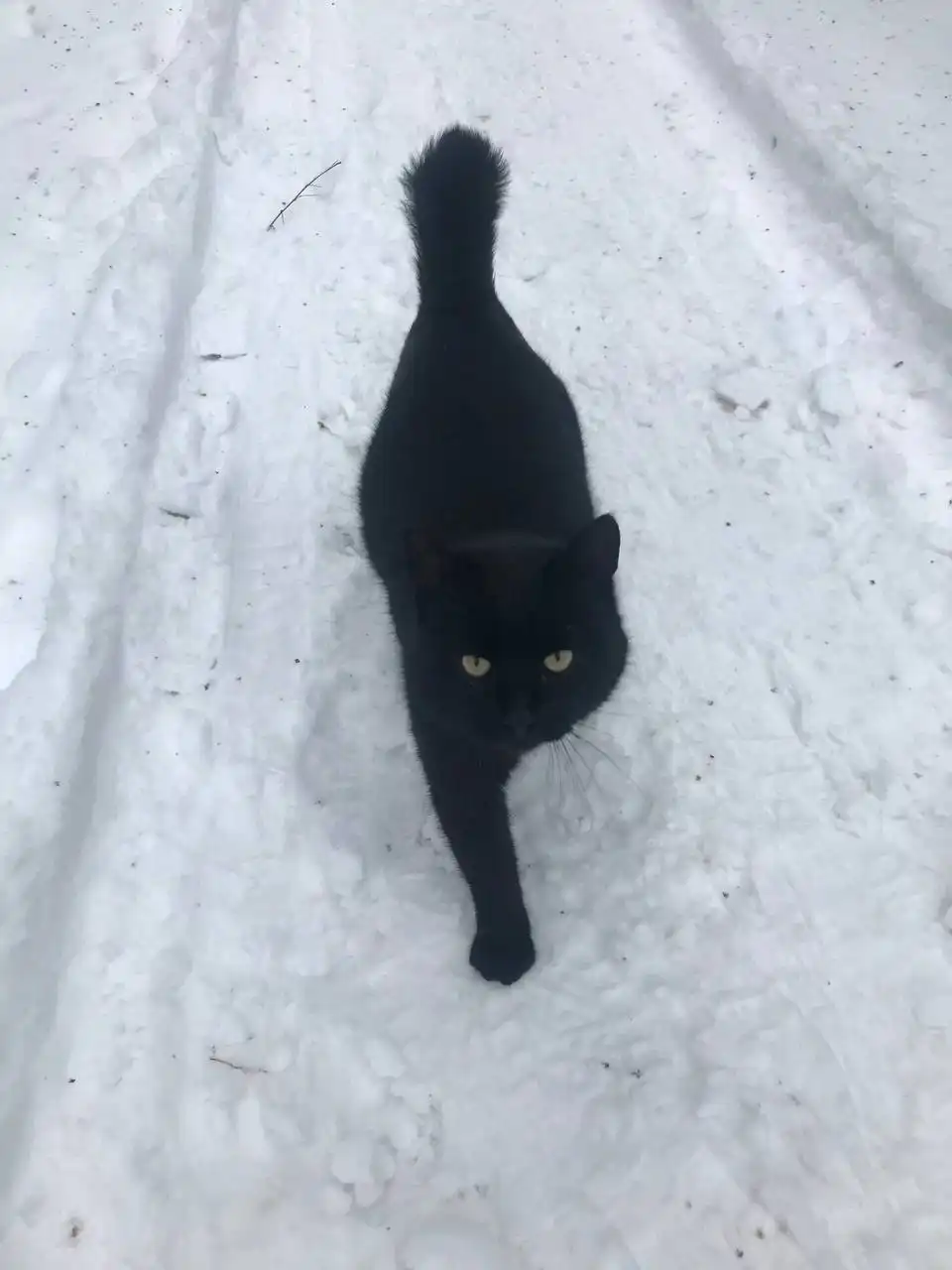 Ищу дом котику, который выживает на дачах