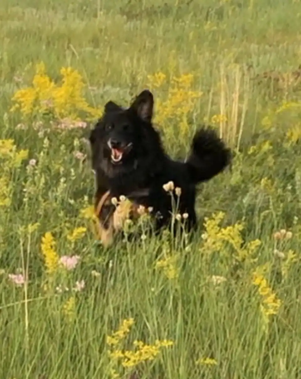 Девочка Кристи, метис спаниельки, ищет дом