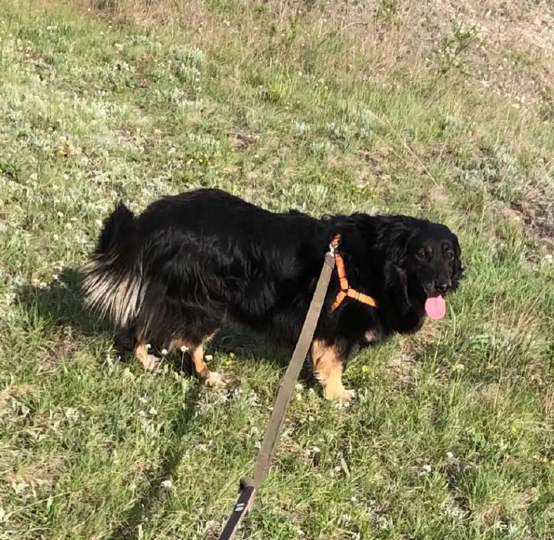 Девочка Кристи, метис спаниельки, ищет дом