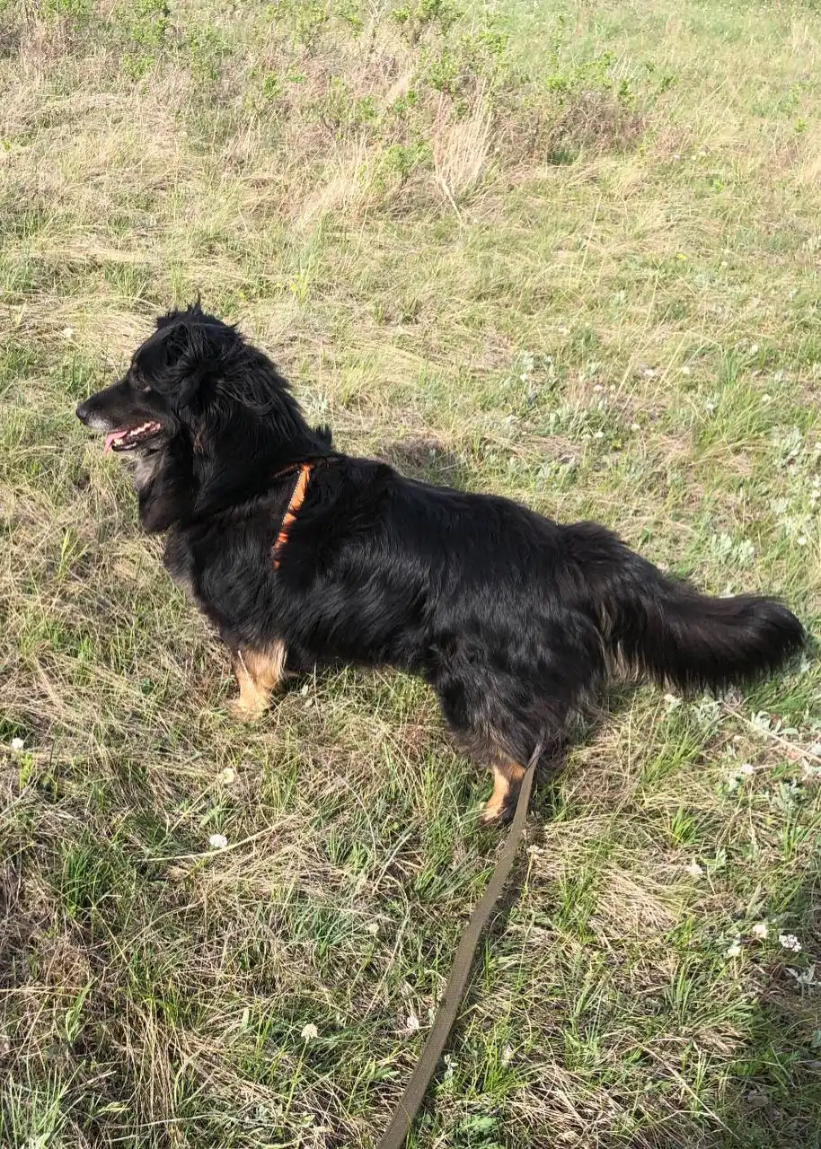 Девочка Кристи, метис спаниельки, ищет дом