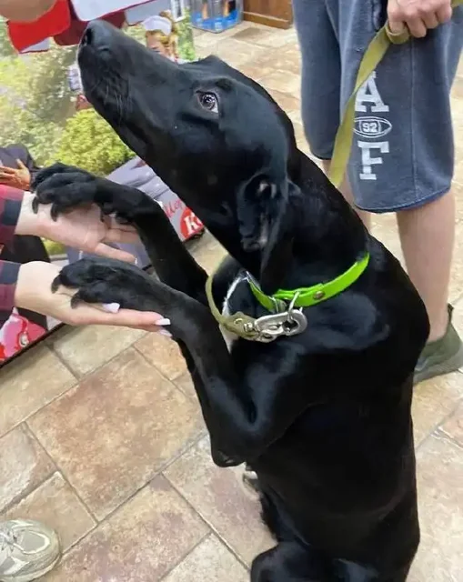 Сбор средств на передержку и лечение собаки Бекки - частное объявление в Саратов