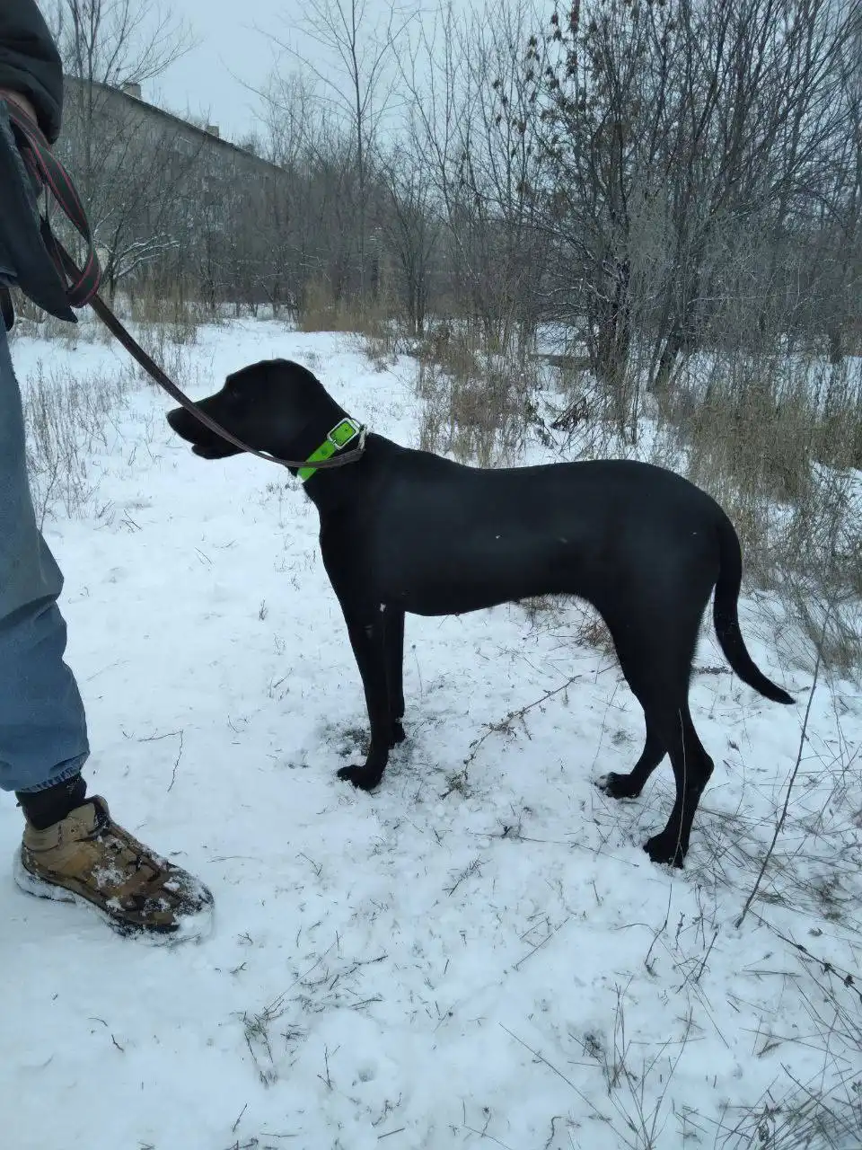 Сбор средств на передержку и лечение собаки Бекки