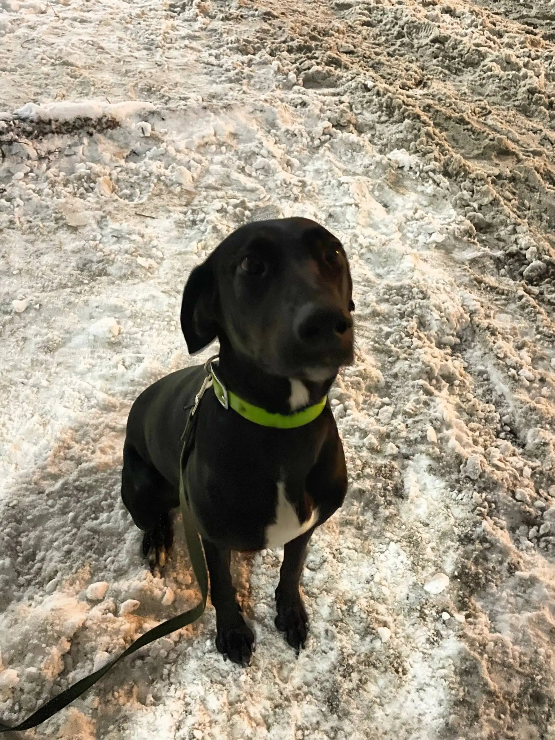 Сбор средств на передержку и лечение собаки Бекки