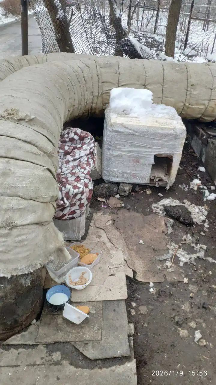 Щенки в Саратове на улице Емлютина