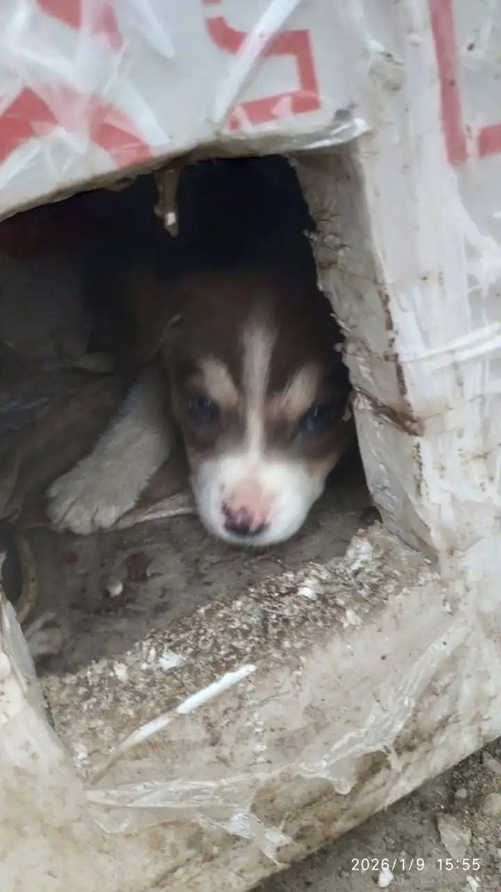 Щенки в Саратове на улице Емлютина