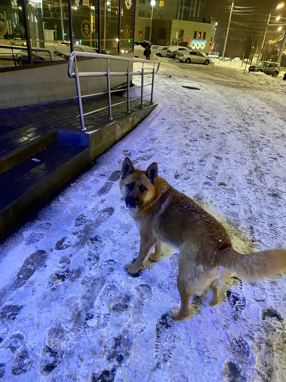 Потерянная собака в Саратове, районе Соколовая (Пентагон)