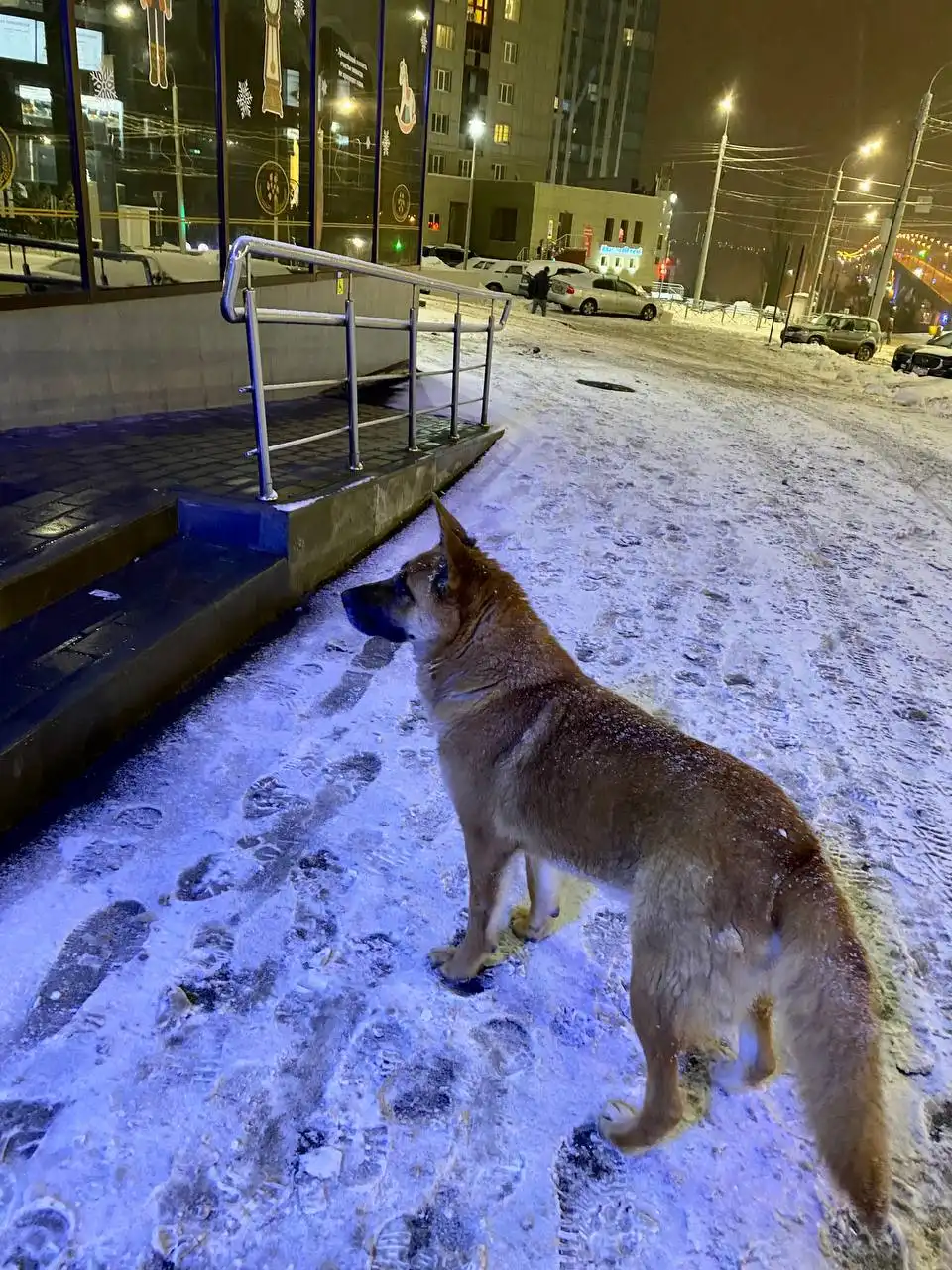 Потерянная собака в Саратове, районе Соколовая (Пентагон)