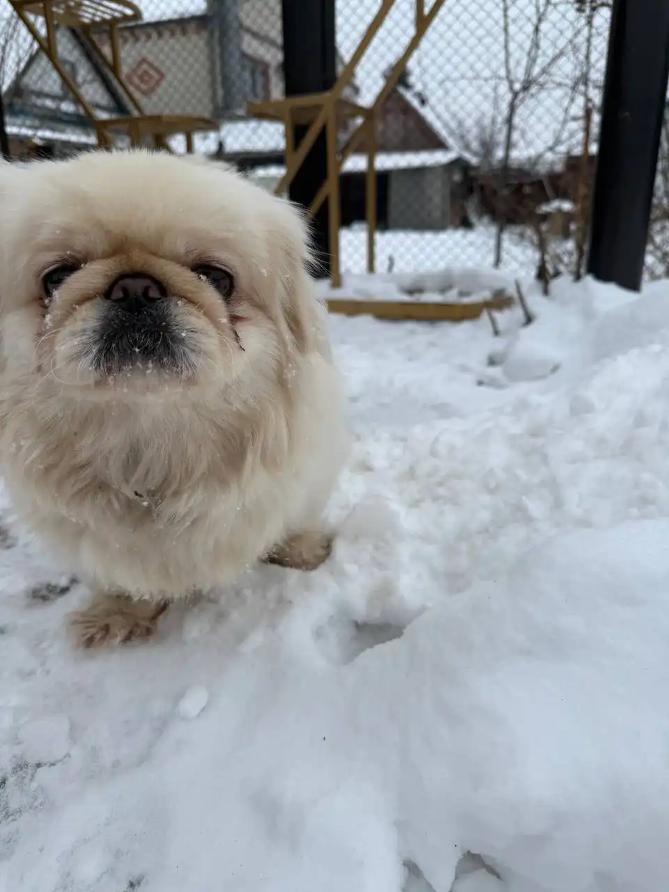 Найдена собака породы пекинес в Энгельсе