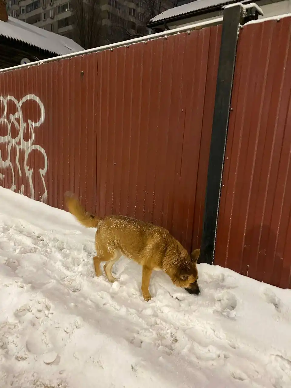 Потеряшка/самовыгул рыжий пес на Соколовой