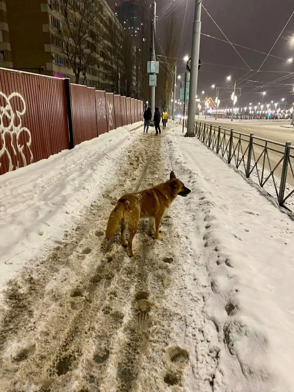 Потеряшка/самовыгул рыжий пес на Соколовой