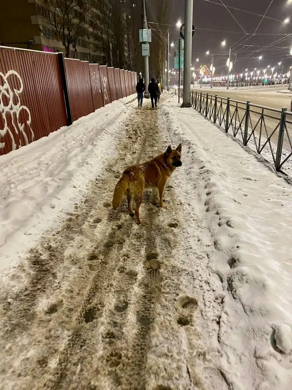 Потеряшка/самовыгул рыжий пес на Соколовой