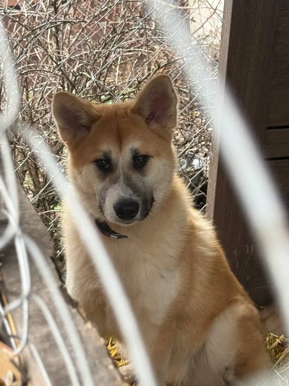 Пропала собака Акира в Саратове