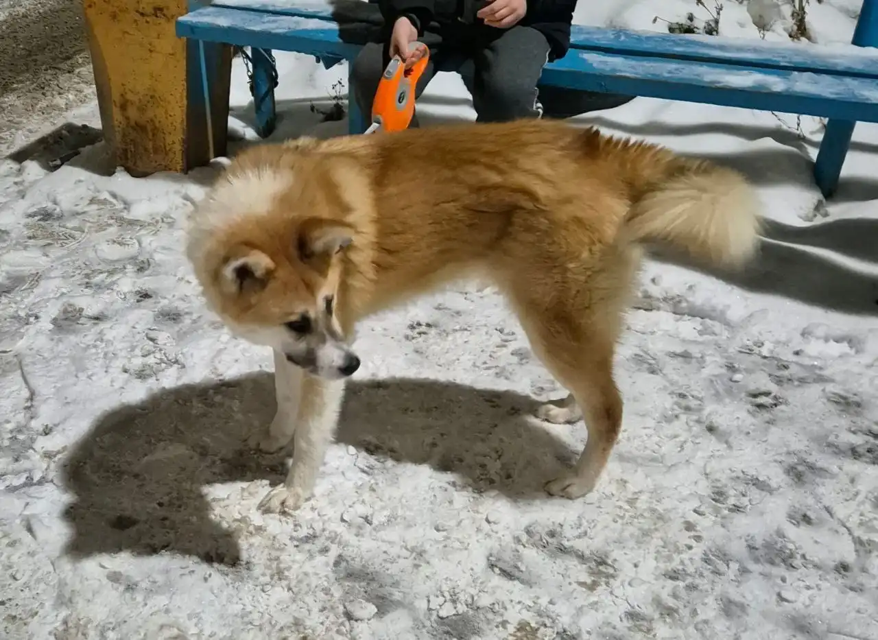 Пропала собака Акира в Саратове