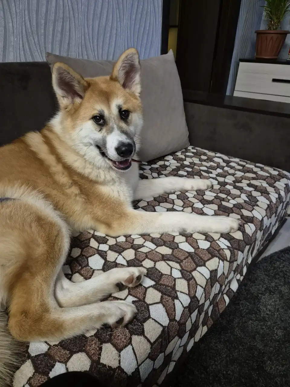 Пропала собака Акира в Саратове