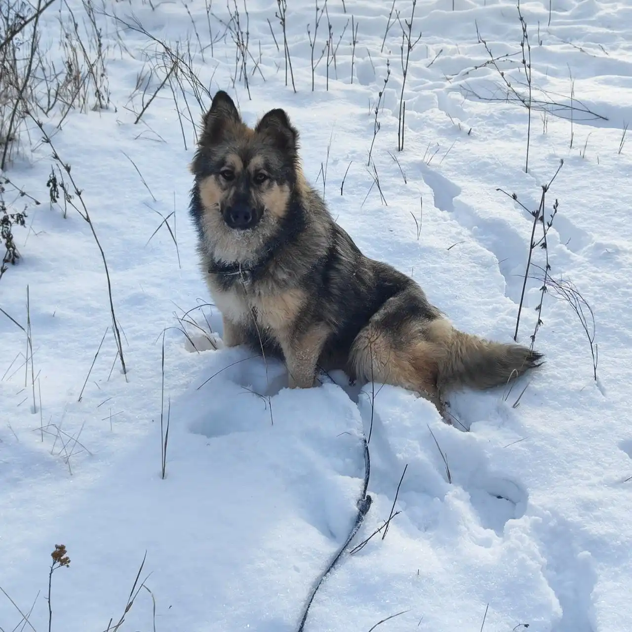 Сбор средств на передержку собаки Эльзы в приюте