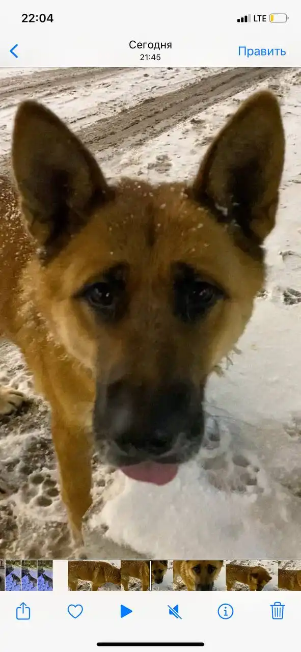 Потерянная собака в Саратове