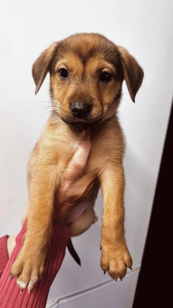 Срочно нужен дом для 4 щенков в Саратове - Собаки (Животные) в Саратов