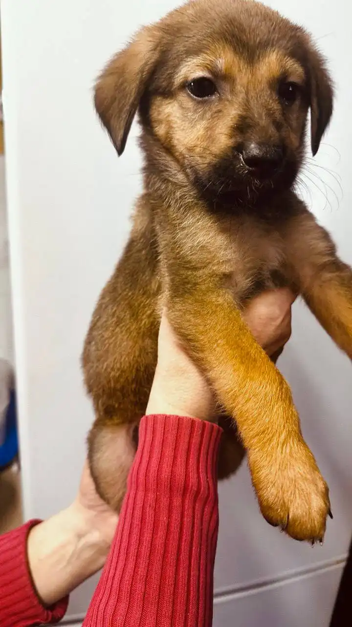 Срочно нужен дом для 4 щенков в Саратове - Собаки (Животные) в Саратов