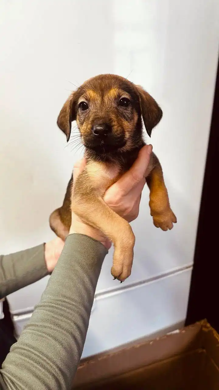 Срочно нужен дом для 4 щенков в Саратове - Собаки (Животные) в Саратов