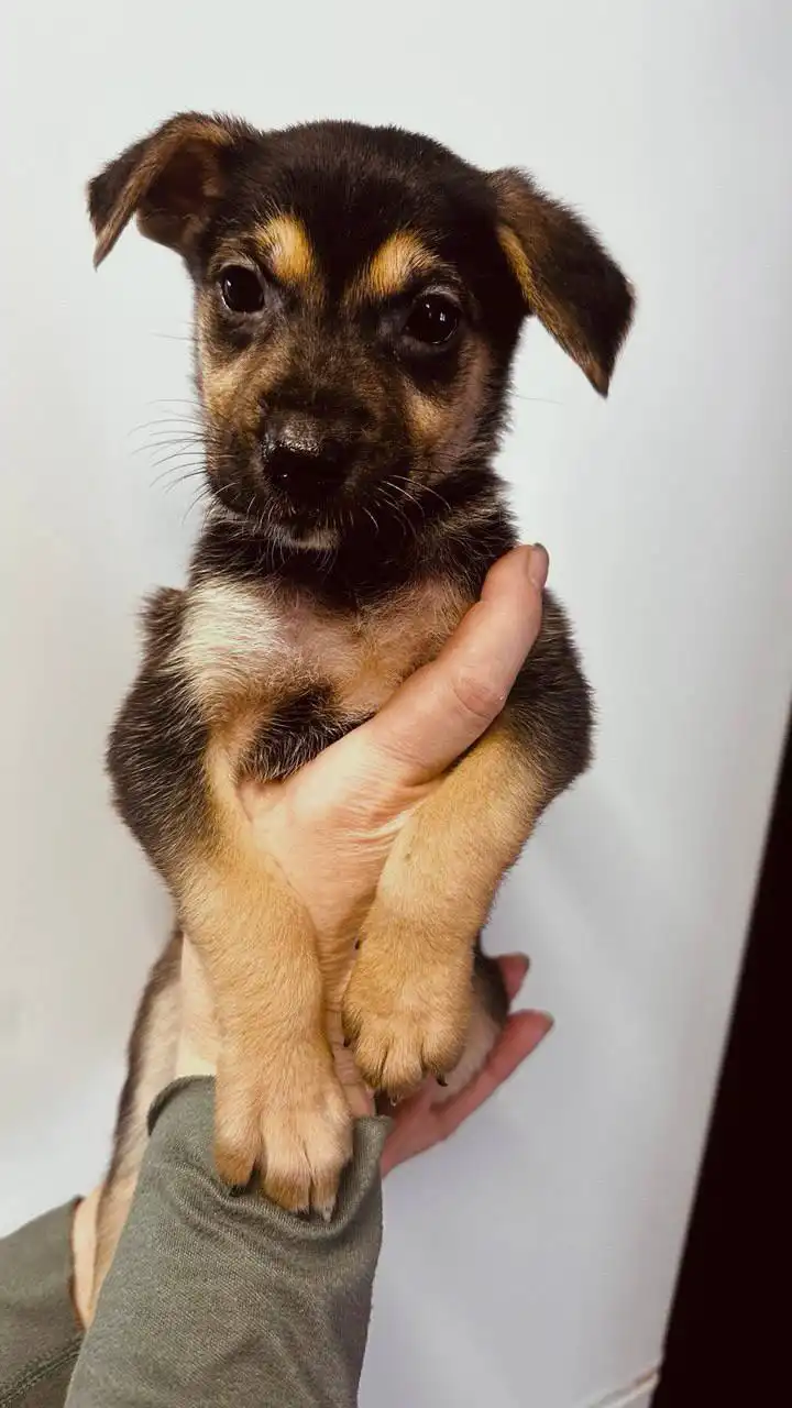 Срочно нужен дом для 4 щенков в Саратове - Собаки (Животные) в Саратов