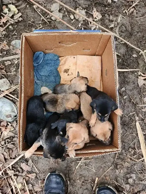 Находка коробки с котятами и щенками в Саратове - частное объявление в Саратов