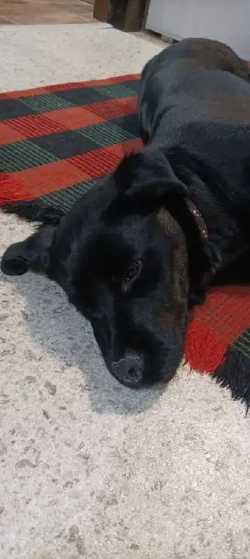 Найдена собака породы лабрадор в Саратове