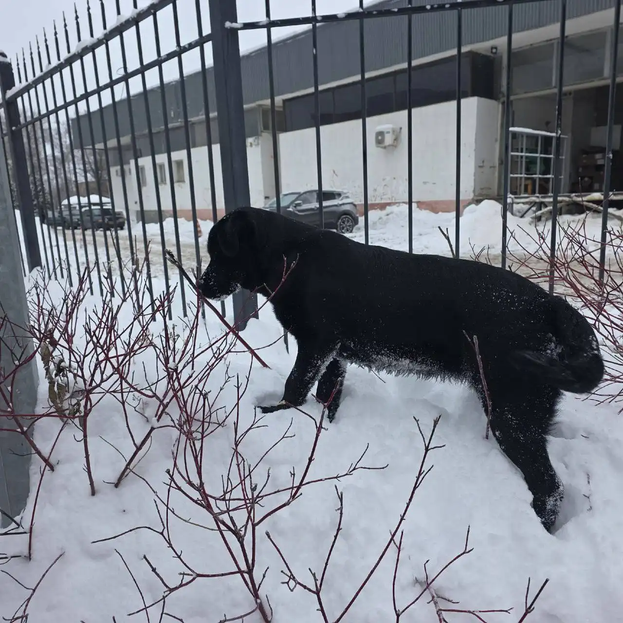 Найдена собака породы лабрадор в Саратове