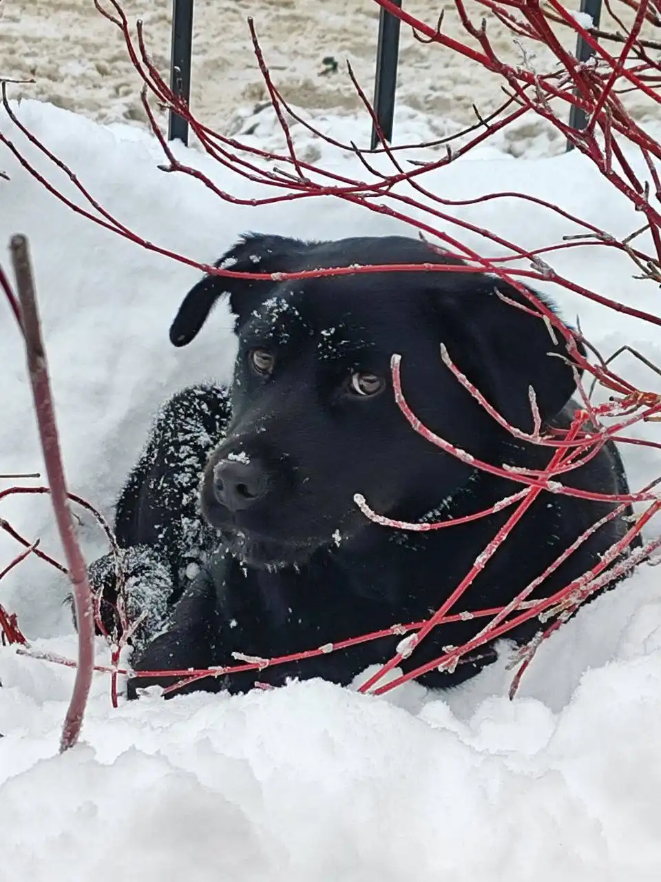 Найдена собака породы лабрадор в Саратове
