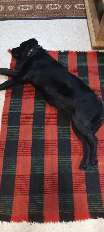 Найдена собака породы лабрадор в Саратове