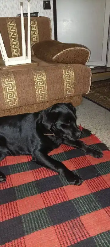 Найдена собака породы лабрадор в Саратове