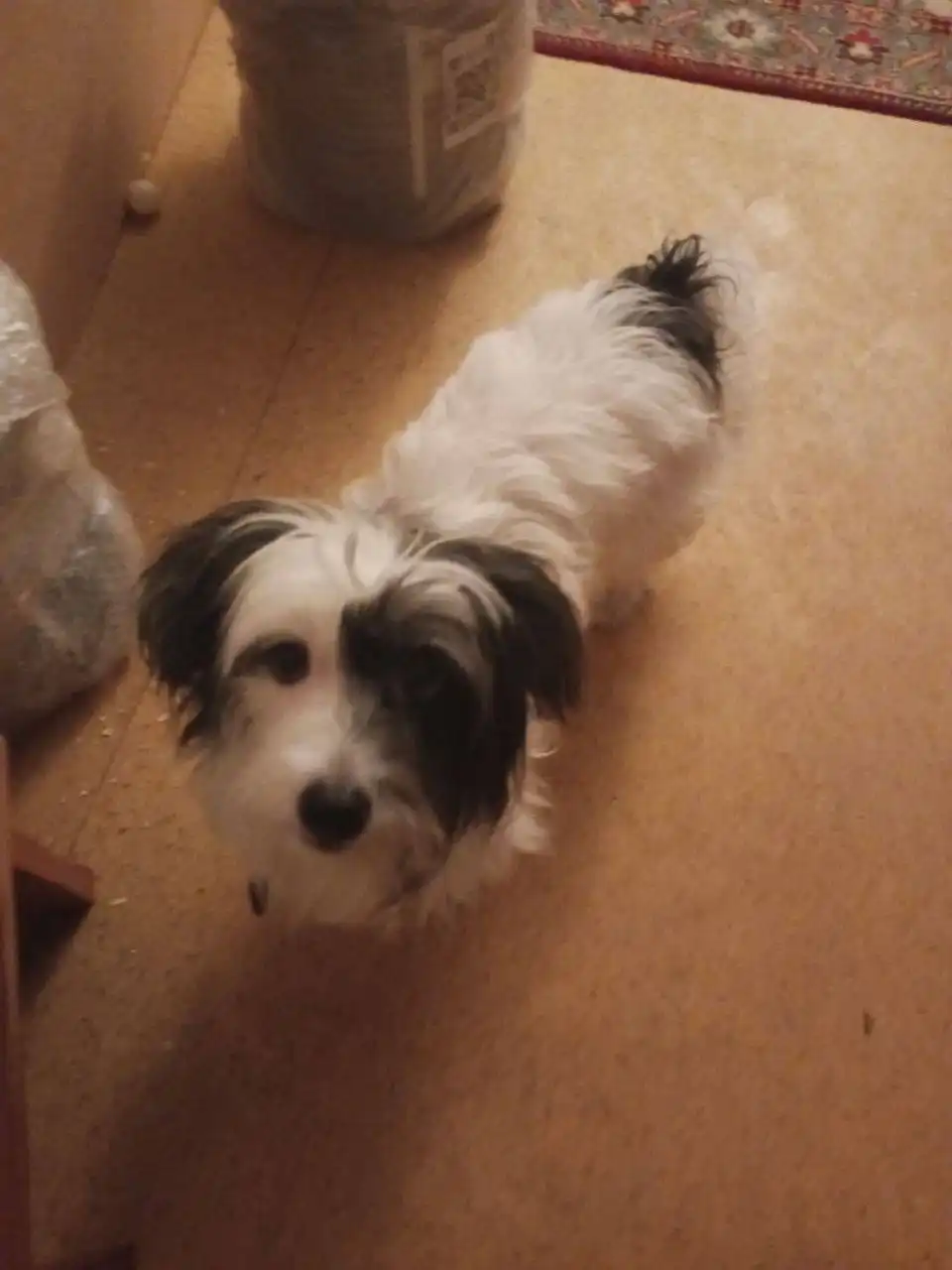 Найдена собака в Саратове