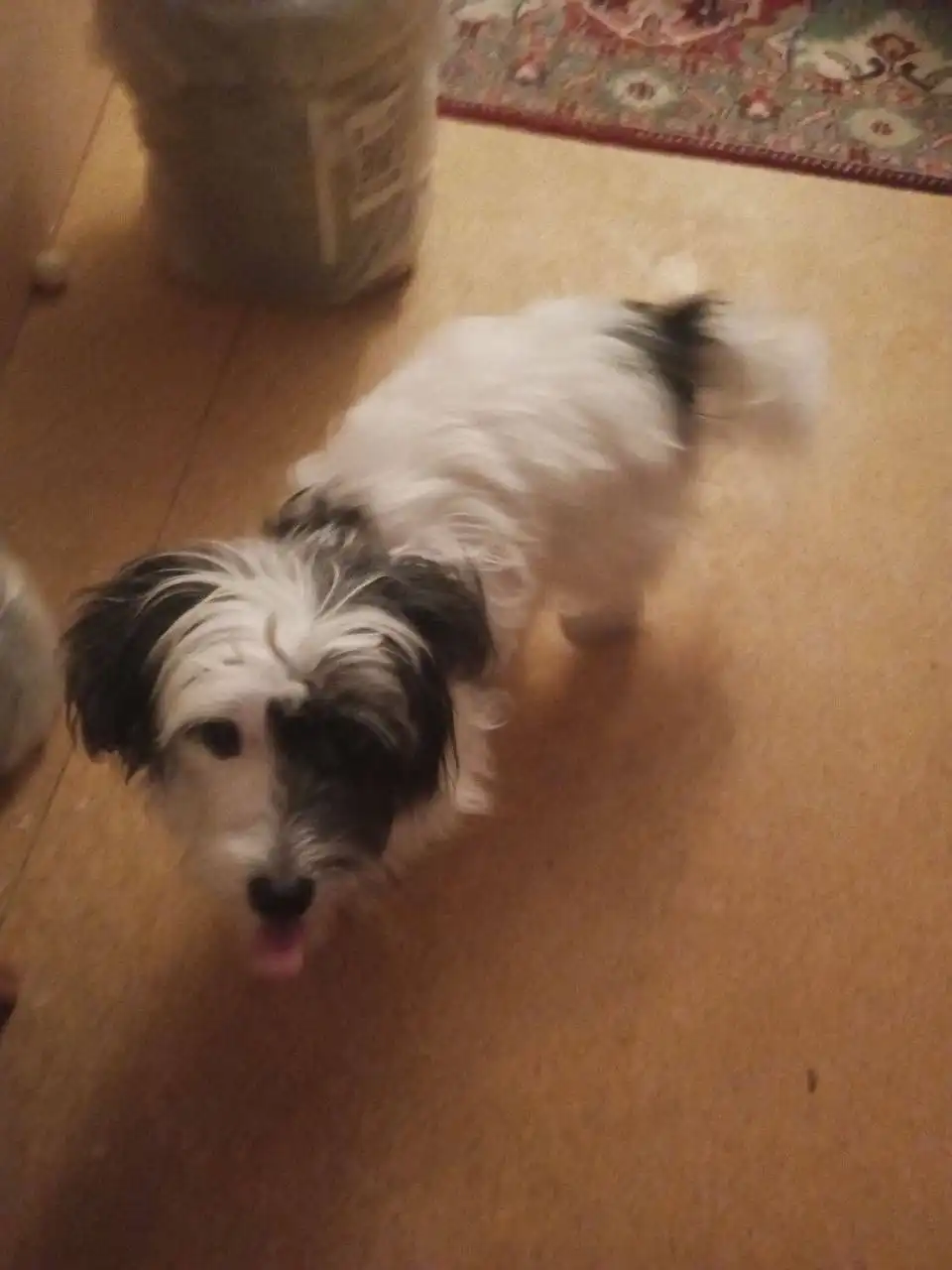 Найдена собака в Саратове