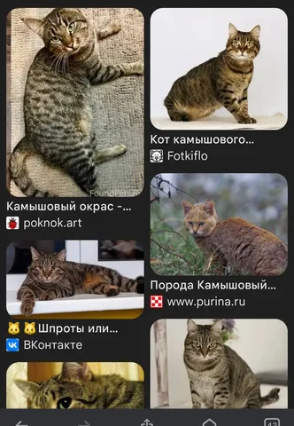 Пропала кошка Ласкуша в Саратове - частное объявление в Саратов