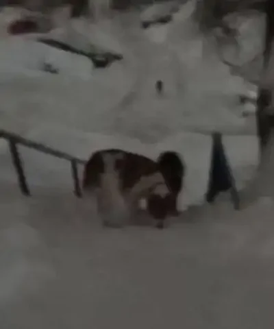 Найдена крупная собака в Саратове - Собаки в Саратов