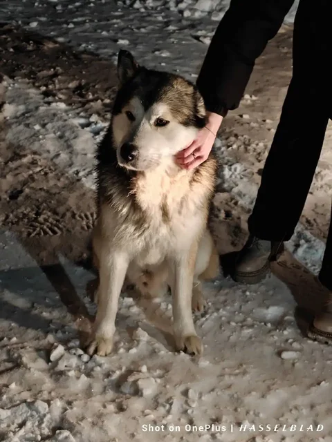 Хаски ищет новую семью в Саратове - Собаки в Саратов