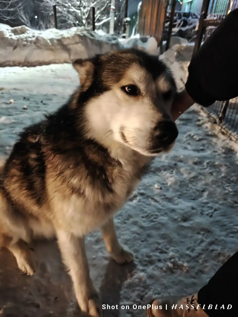 Хаски ищет новую семью в Саратове - Собаки (Животные) в Саратов